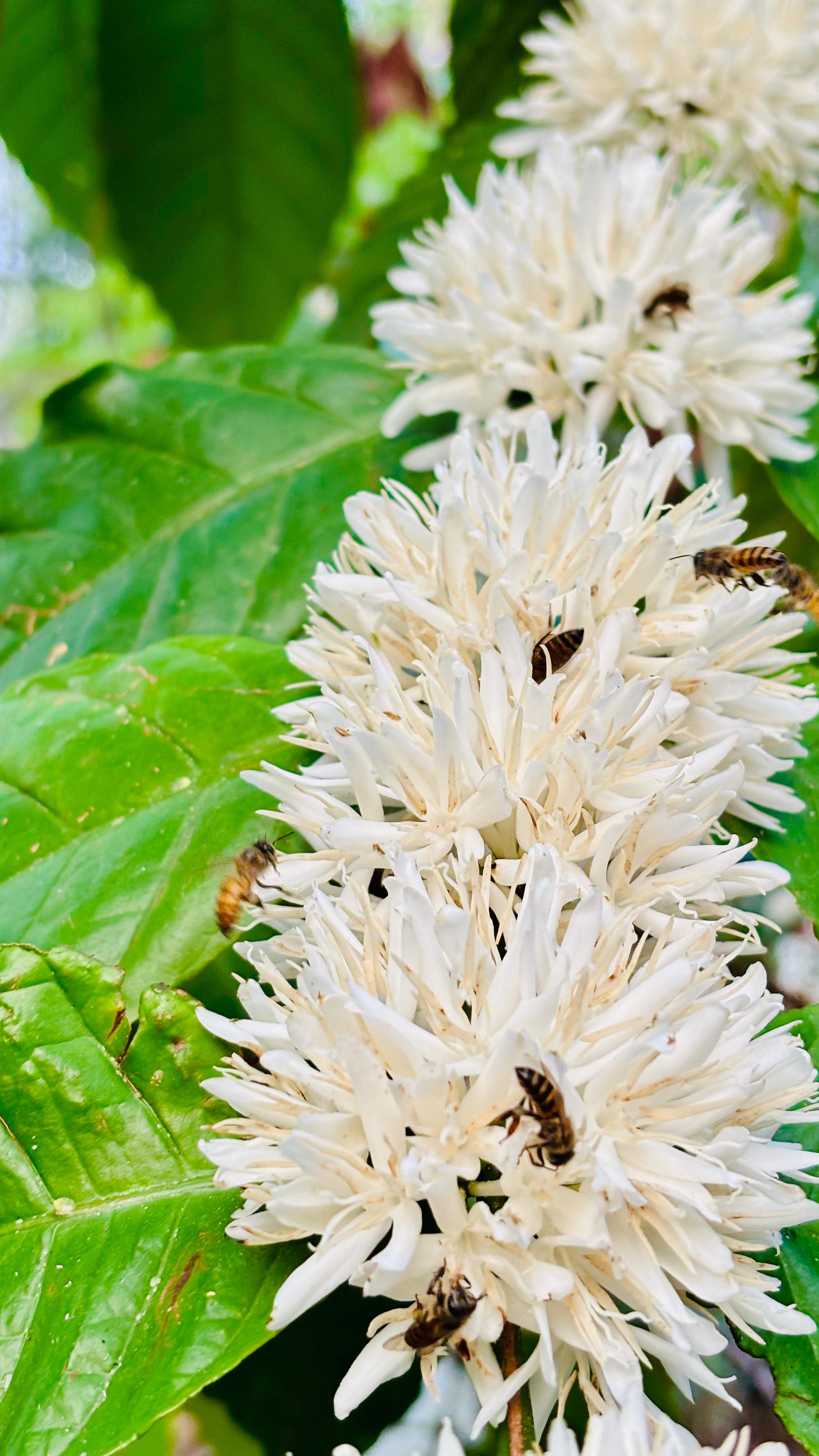 Flowering Season