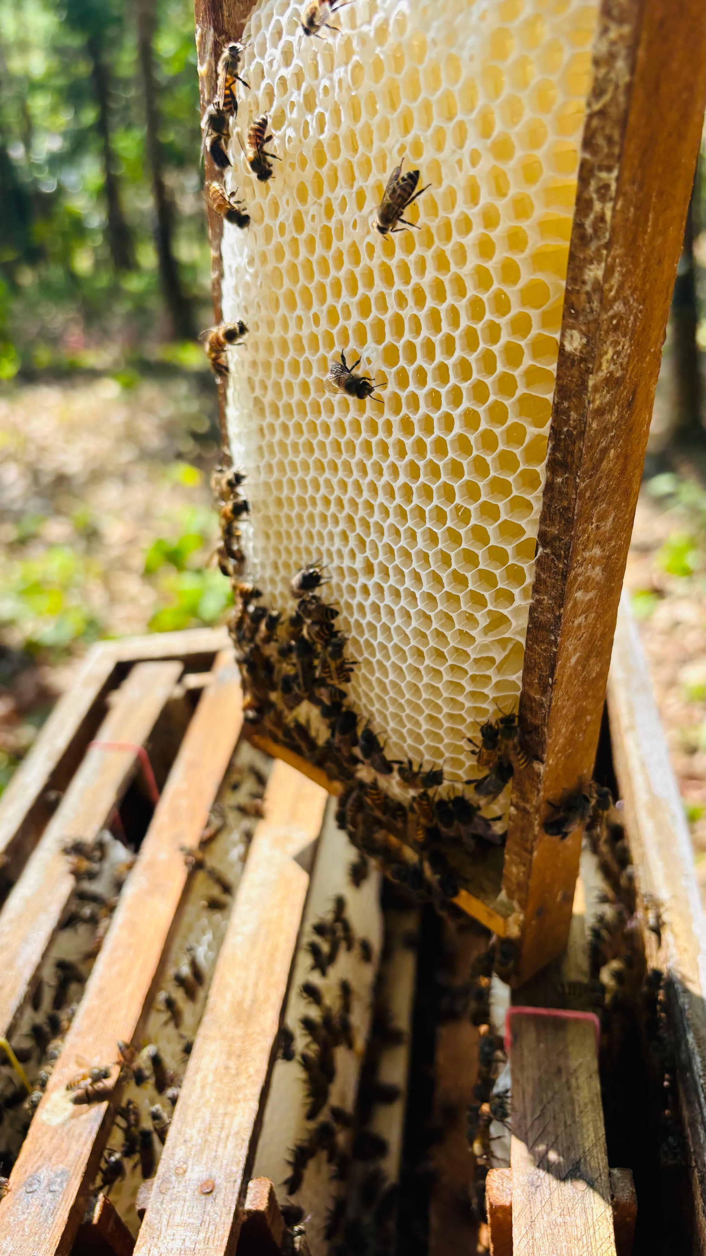 Honey Harvest