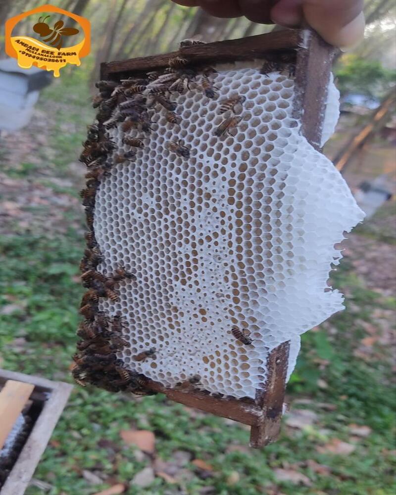 Raw Honey