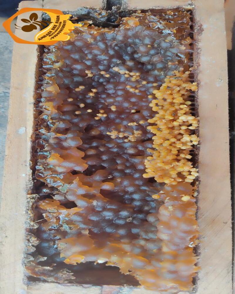 Stingless Bee Honey